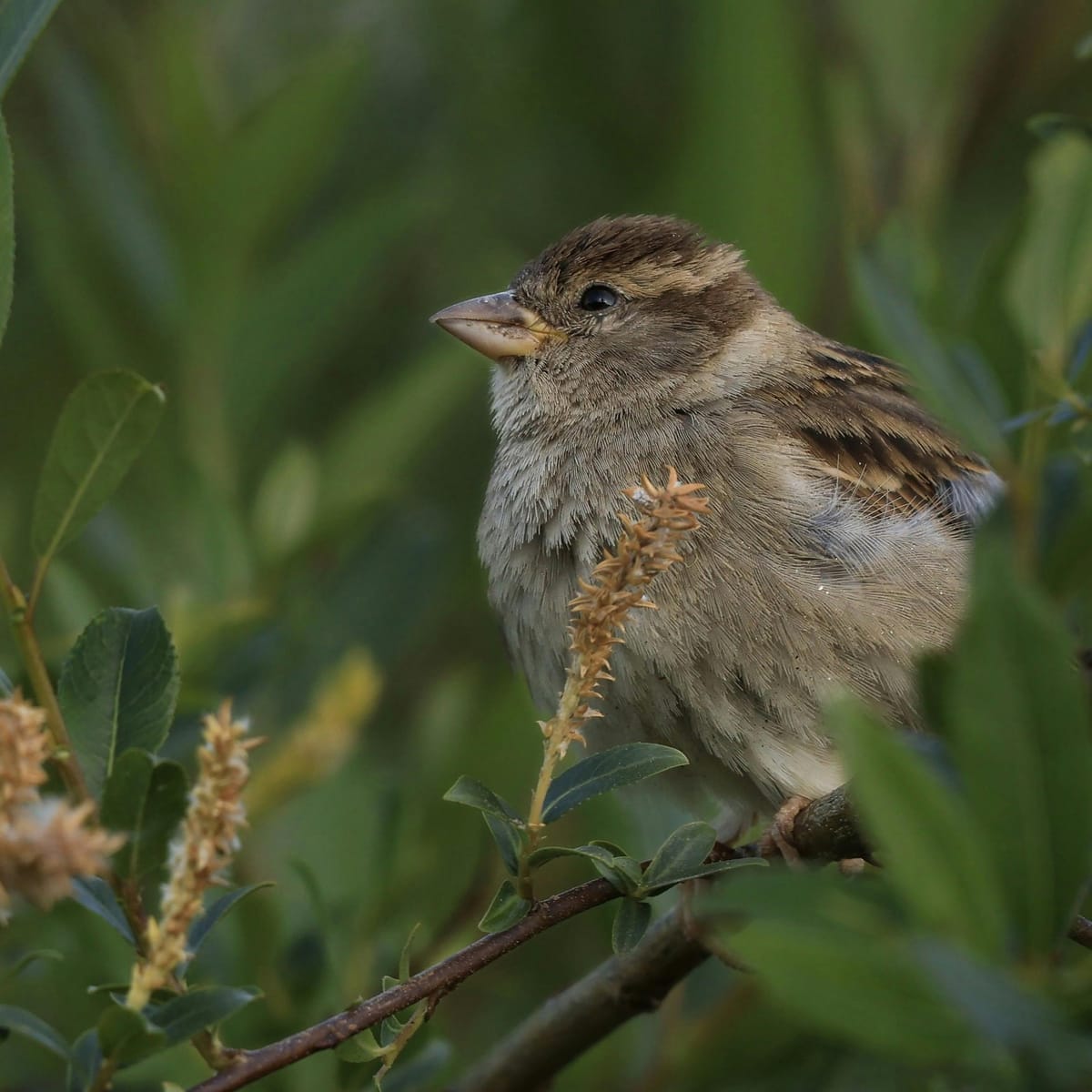 Nguyễn Mỹ Tâm avatar
